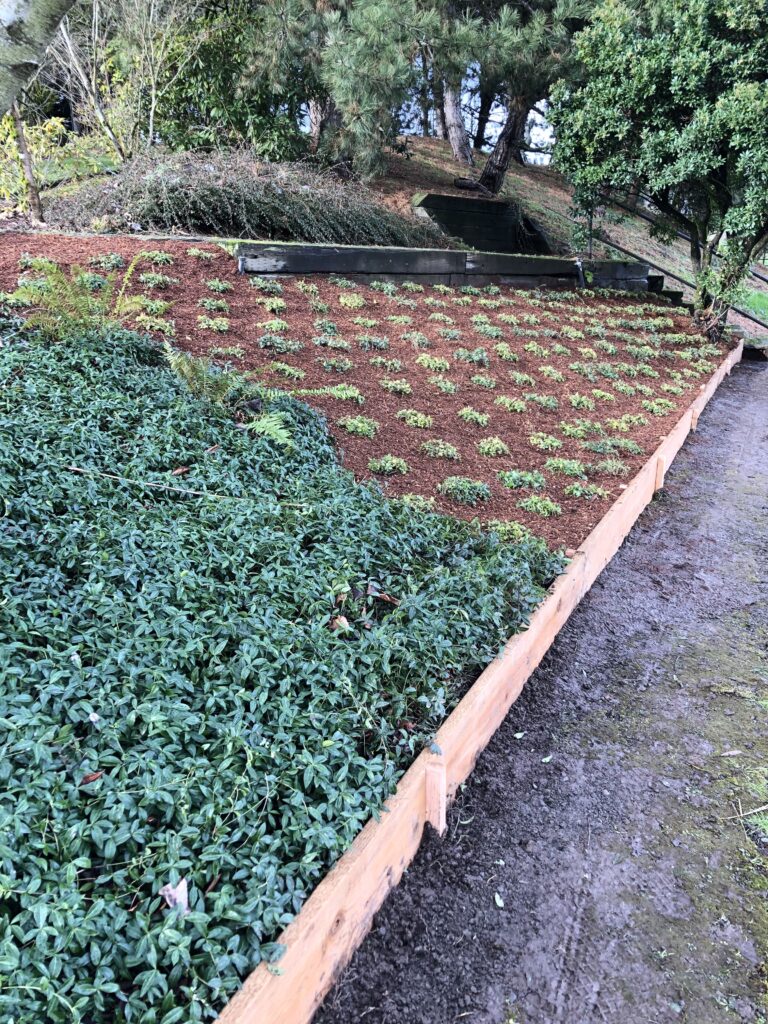 hillside softscape design groundcover plants salem
