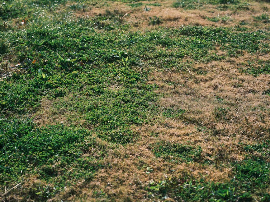 A vibrant mix of green and brown grass in an outdoor meadow showing natural growth and variation.