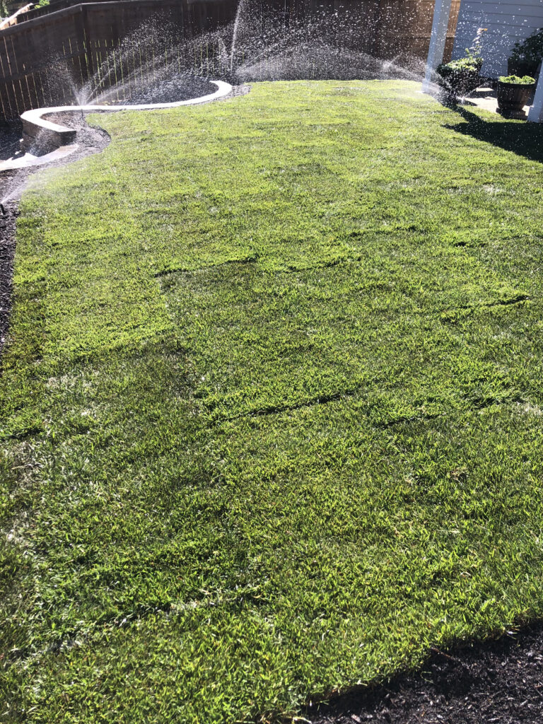 sprinkler system watering new lawn salem oregon