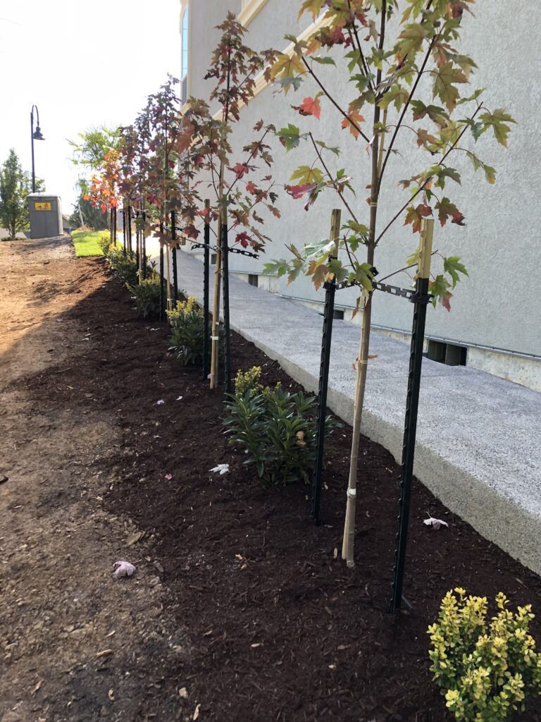 young tree planting landscape design salem oregon